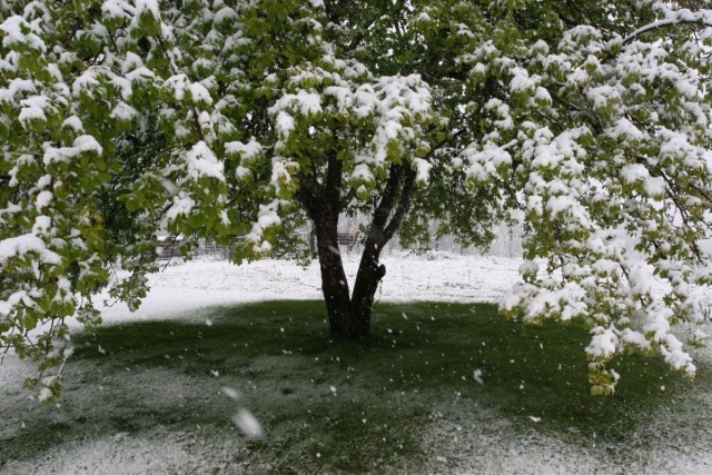 Яблоня весной под снегом