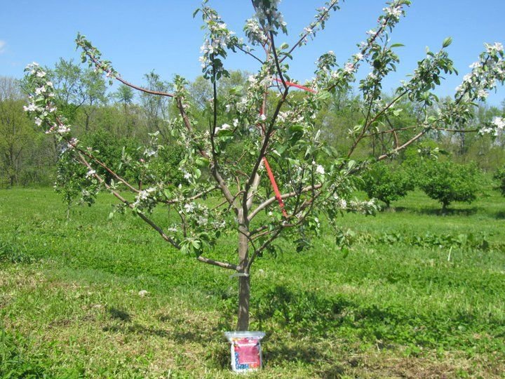 Почему яблоня цветет, но не плодоносит? Причины и решения. Фото — Ботаничка