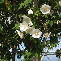 Канатник винограднолистный или овечий (Corynabutilon vitifolium)