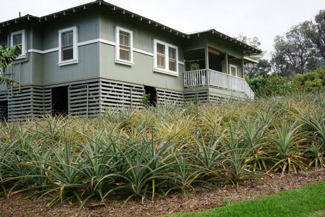 Выращивание культурного ананаса возле частного дома (Гавайи)