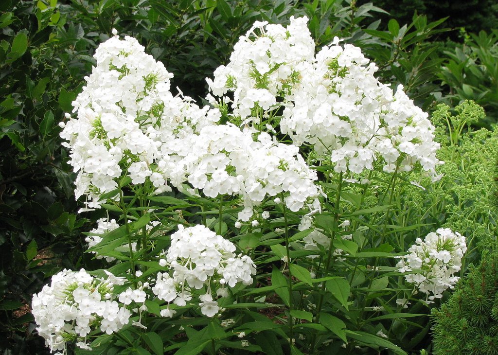 Белые садовые цветы (23 фото)
