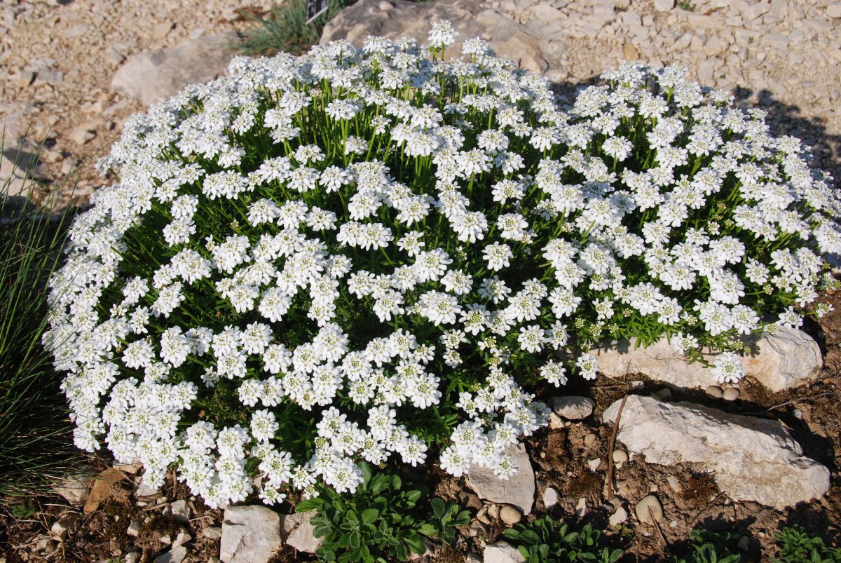 Лучшие растения для «белых» цветников. Белые многолетние цветы. Фото — Ботаничка
