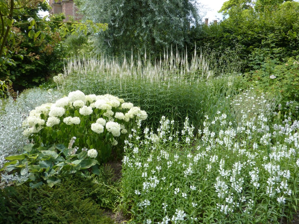 Белые садовые цветы 23 фото названия многолетников и мелких цветов примеры на клумбе - лучшие идеи светло-белых растений