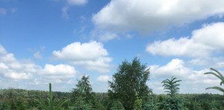 Выращивание ели голубой с применением биопрепаратов Трихоплант и Экомик Урожайный
