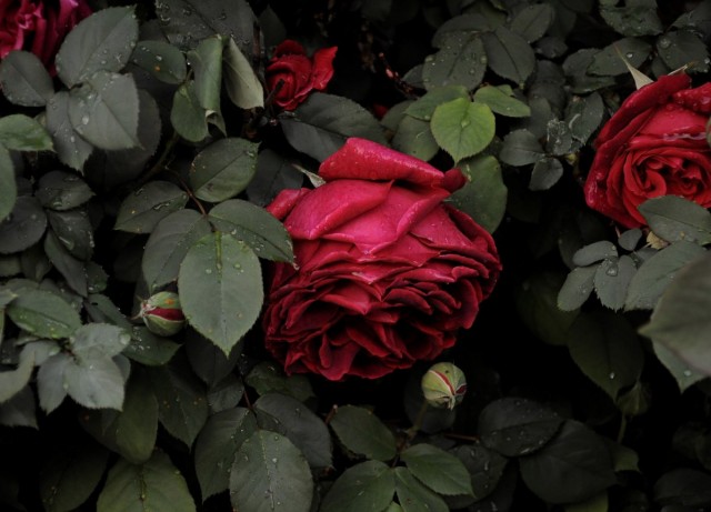 Садовая роза (Rosa)