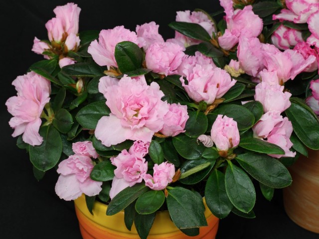 Комнатный рододендрон (Rhododendron simsii), или Азалия