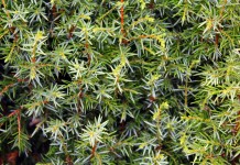 Можжеве́льник (Juníperus)