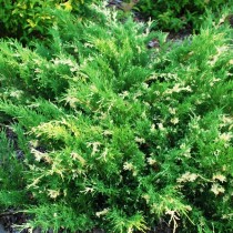 Можжевельник китайский «Экспанса Вариегата» (Juniperus chinensis 'Expansa Variegata')