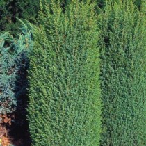 Можжевельник обыкновенный «Суецика» (Juniperus communis 'Suecica')