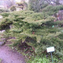 Можжевельник казацкий «Эректа» (Juniperus sabina 'Erecta')