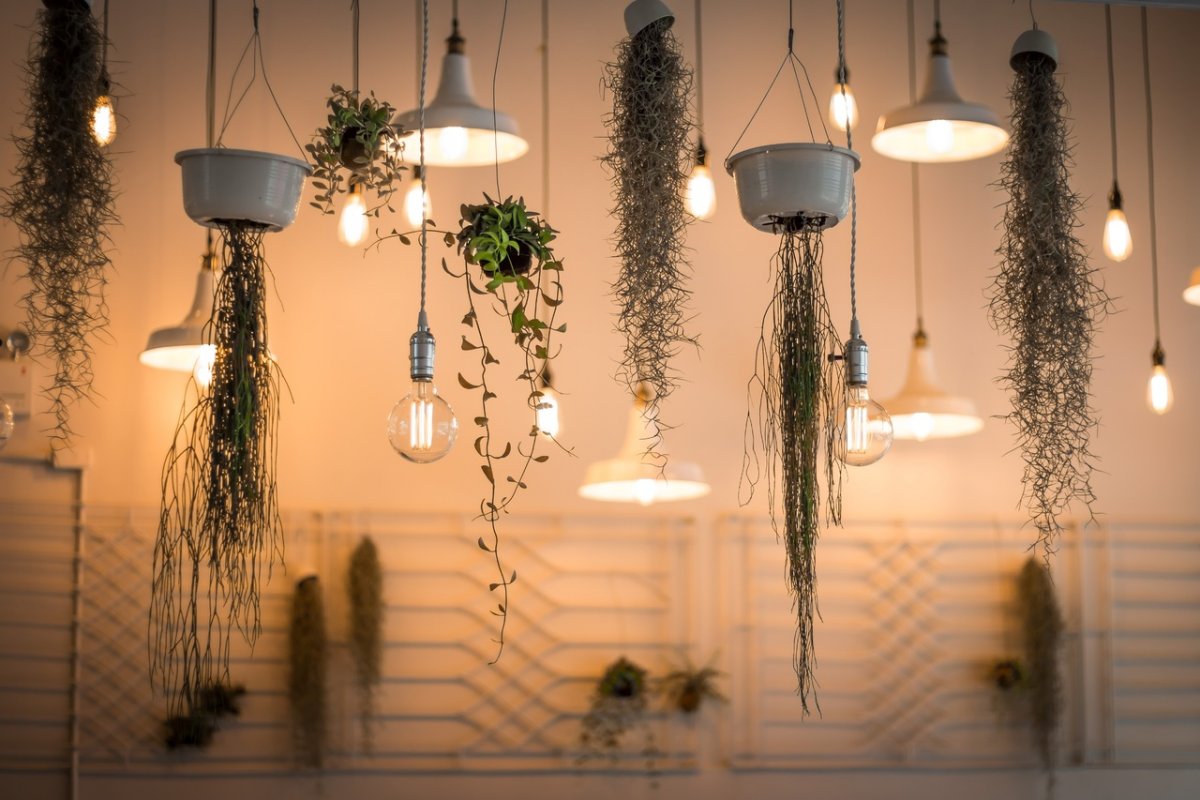 Декоративная подсветка для комнатных растений. Виды, приборы. Для каких  растений. Фото — Ботаничка