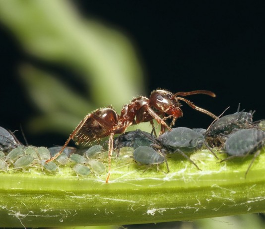 Тля и муравьи - всегда вместе