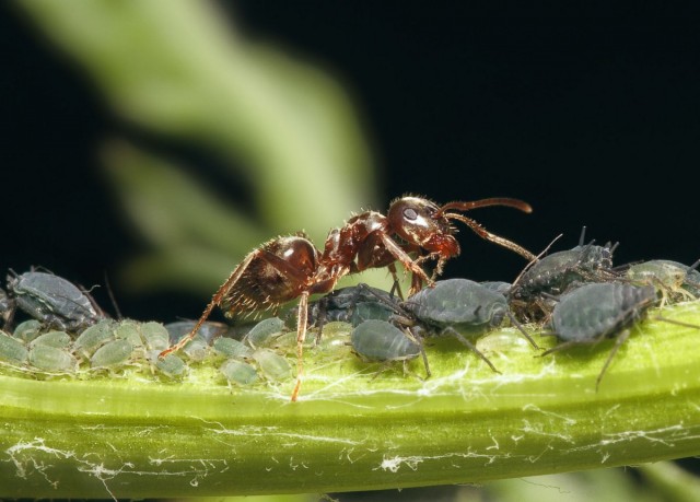 Тля и муравьи - всегда вместе