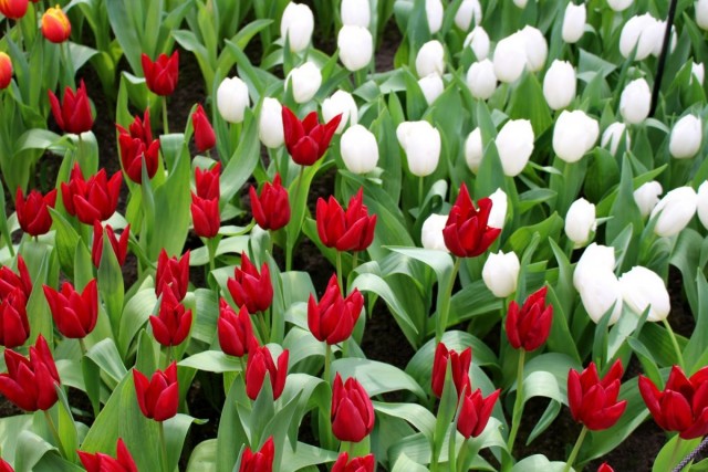 Тюльпаны удобно делить по группам по срокам цветения