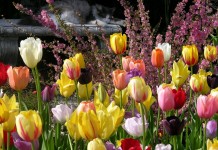 Тюльпаны - главные фавориты весенних цветников