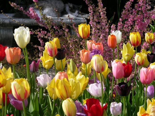 Тюльпаны - главные фавориты весенних цветников