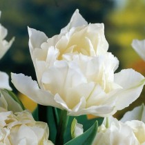 Раннецветущий махровый тюльпан «Schoonoord»
