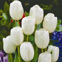 Раннецветущий бокаловидный тюльпан «Diana»
