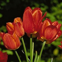 Поздний немахровый тюльпан «Orange Bouquet»