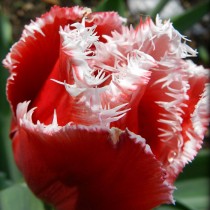 Поздний бахромчатый тюльпан «Canasta»