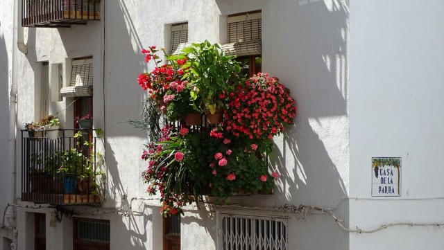 Растения вертикального балконного сада должны дополнять и подчеркивать красоту друг друга