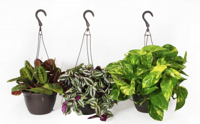 Покупая новое комнатное растение, поинтересуйтесь - насколько оно капризно?