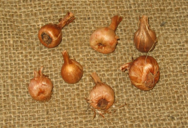 Луковицы бабианы