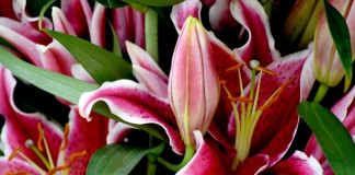 Лилии - цветы с королевскими цветками и характером