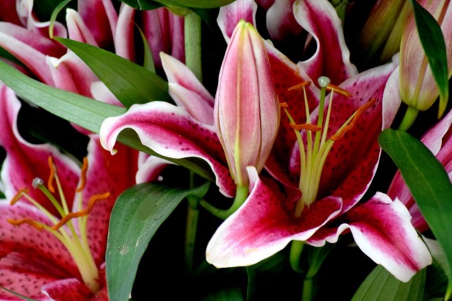 Лилии - цветы с королевскими цветками и характером