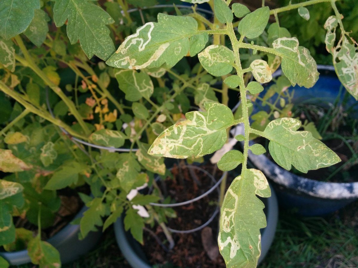 Причины пожелтения листьев у рассады томатов и их устранение