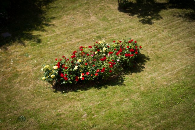 Розы на одиночных моноцветниках лучше высаживать группами, а не по одиночке
