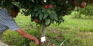 Яблоню можно размножить корневыми черенками и отводками