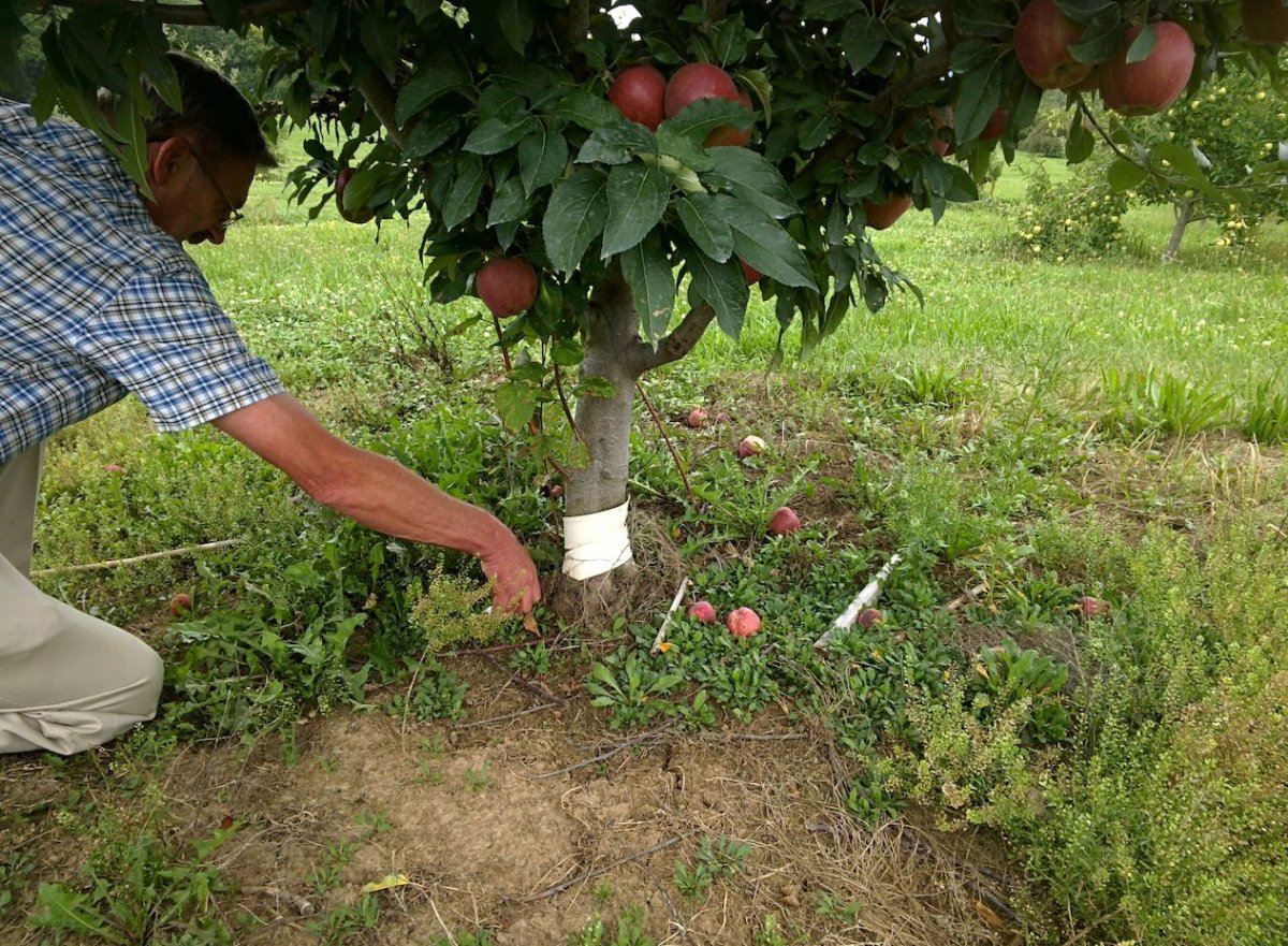 Размножение яблони черенками и отводками. Фото — Ботаничка