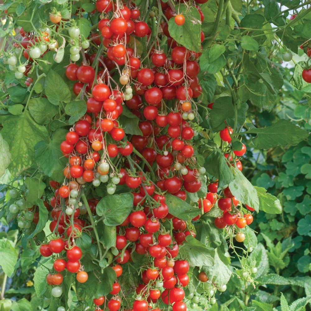tomat-vishnevyi-vodopad