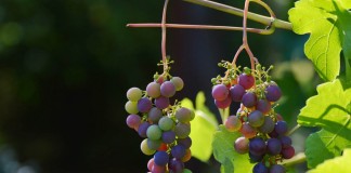 Виноград сбрасывает завязи по ряду причин