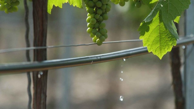 Капельный полив при выращивании винограда