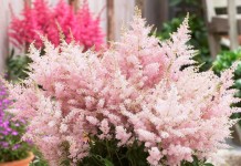 Цветение астильбы - одно из самых роскошных зрелищ в саду или в комнате