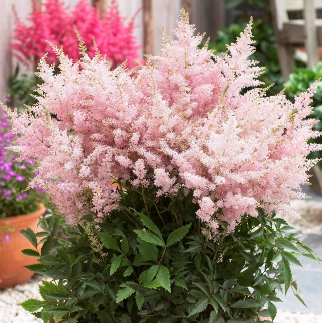 Цветение астильбы - одно из самых роскошных зрелищ в саду или в комнате