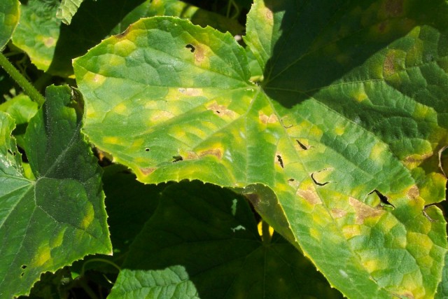 Неравномерно окрашенные листья огурца могут свидетельствовать о недостатке магния