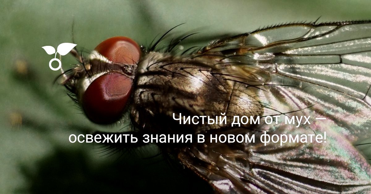 Чистый дом от мух — освежить знания в новом формате! — Ботаничка