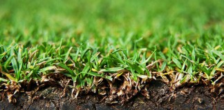 Дерновая земля - это специально подготовленный субстрат на основе дёрна, покрытого травой