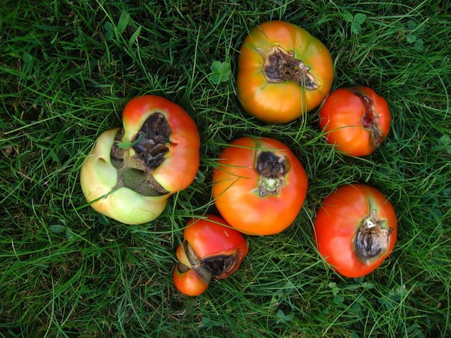 Фитофтора - основная причина гниения плодов томатов открытого грунта