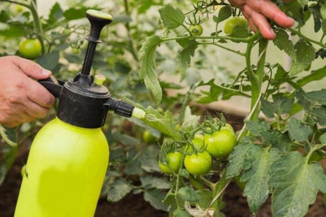 Обработка томатов против фитофторы