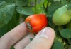 Почему гниют томаты на ветке?