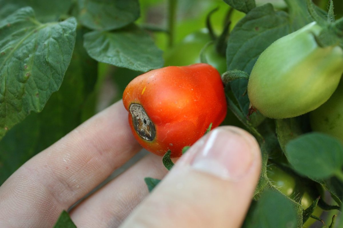 Вершинная гниль на помидорах в теплице что делать и чем обработать