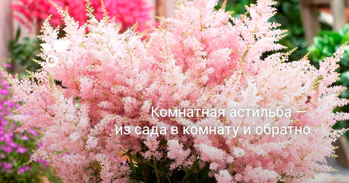 Комнатная астильба: уход, размножение и перенос из сада в комнату