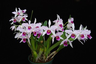 Лелия пурпурная (Laelia purpurata)