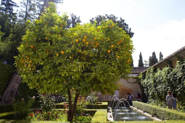 Плодовые деревья в мусульманских садах доминируют, в сравнении с декоративными