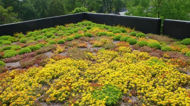 Для озеленения крыш используют особенные растения - очень выносливые