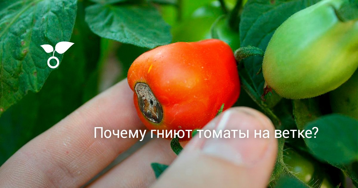 Бактериальная гниль томатов фото